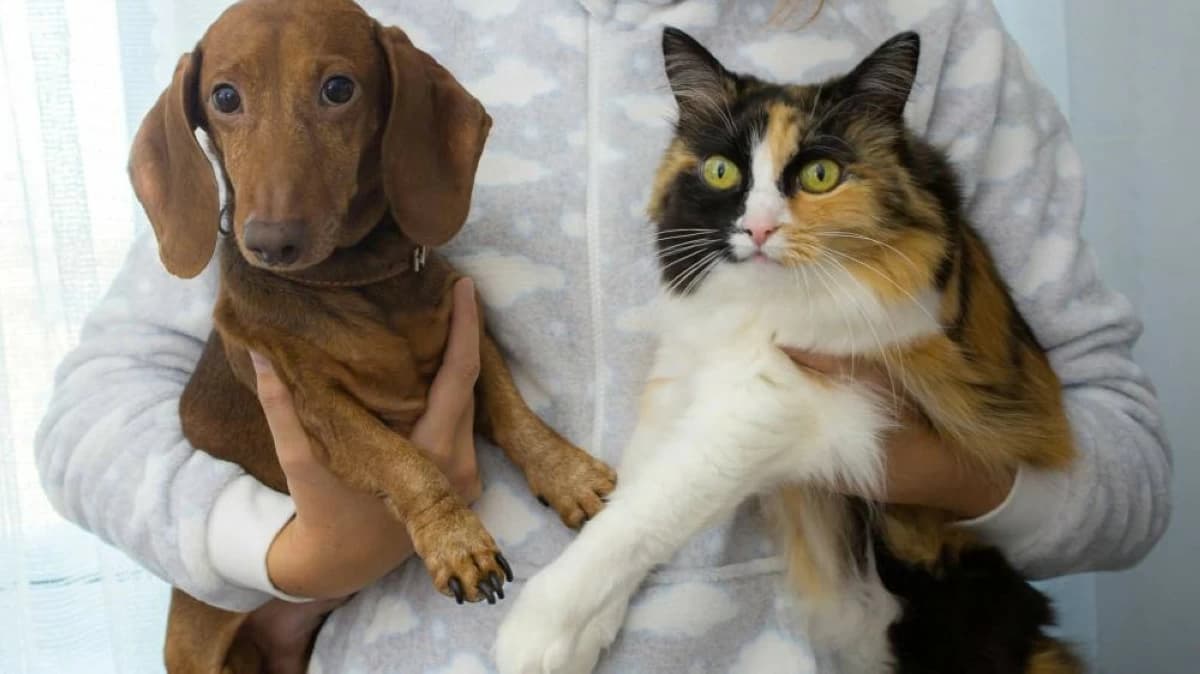Dubai Municipality guide: Everything pet owners need to know about veterinary services