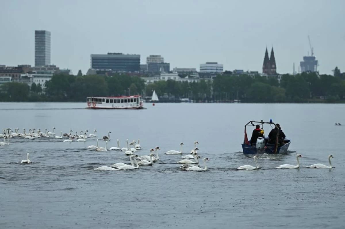 In Pictures:  Swans return to lake Alster