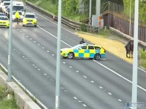 M4 chaos: Drivers face delays and congestion on major motorway as animals block traffic