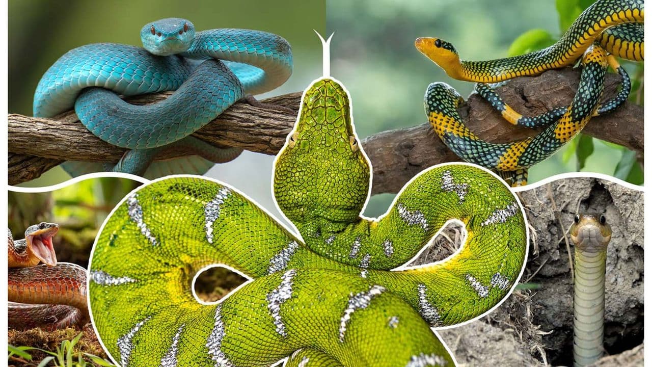  'More than 100 million years of evolution': How snakes evolved and lost their legs 