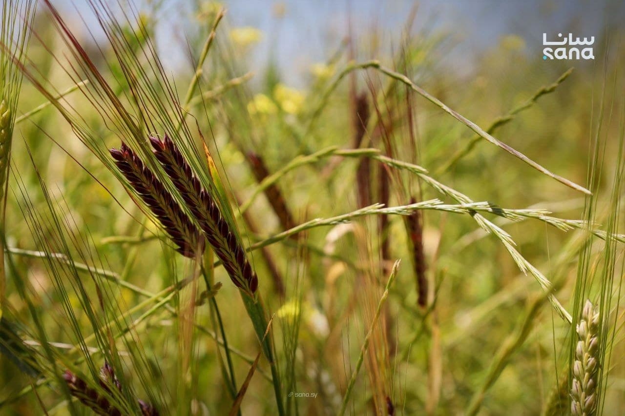 Wheat and barley fields in Raqqa as harvest season approaches