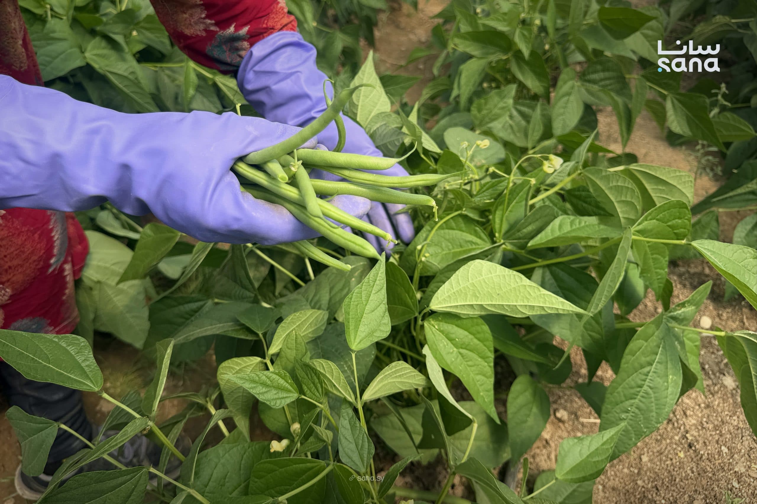 Greenhouse farming expands in Raqqa to boost production and water efficiency