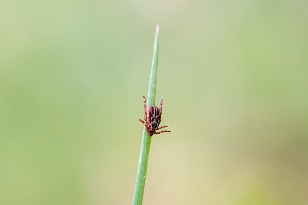 6 tick-borne diseases that should be on your radar