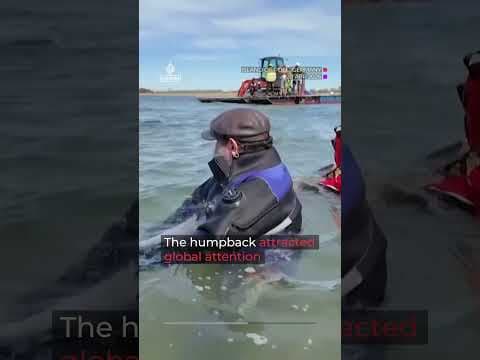 ‘Timmy’ the rescued humpback whale confirmed dead