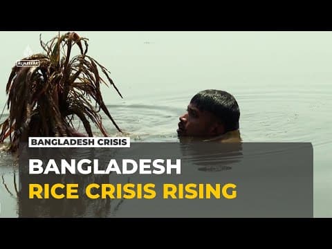 Heavy rains damage rice crop in Bangladesh: crisis as farmers lose their harvest to flooding