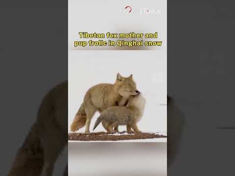 Tibetan fox mother and pup frolic in Qinghai snow
