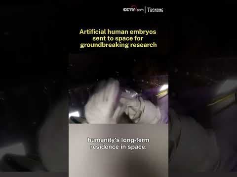 Artificial human embryos sent to space for groundbreaking research