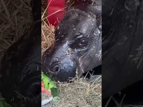 Rare pygmy hippo born at Berlin zoo