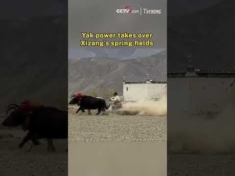 Yak power takes over Xizang's spring fields