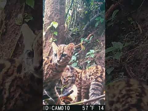 Oncilla mother and kitten