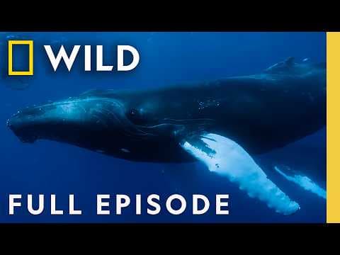 Ocean Battle: Humpback Whale vs. Orcas (Full Episode) | OceanXplorers | Nat Geo Animals