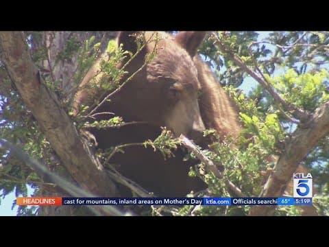 Bear climbs tree in Altadena; latest L.A. County bear sighting draws crowd