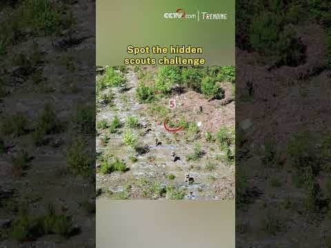 Spot the hidden scouts challenge