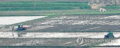 N. Korea pushes rice transplanting drive amid food shortages
