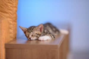Viral: Sleeping kitten becomes mock patient for nursing student’s school activity