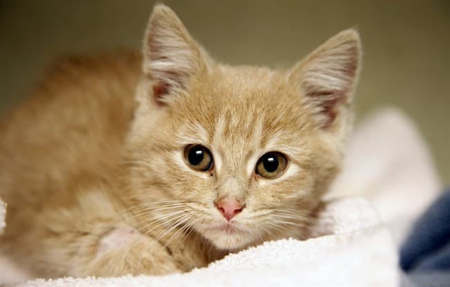 Faint Meow Leads to a Miraculous, Post-Tornado Kitten Rescue in Mississippi 
