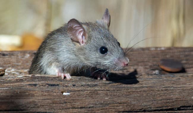 You Won’t Believe How a Simple Birdwatching Stop Created the Hantavirus Outbreak