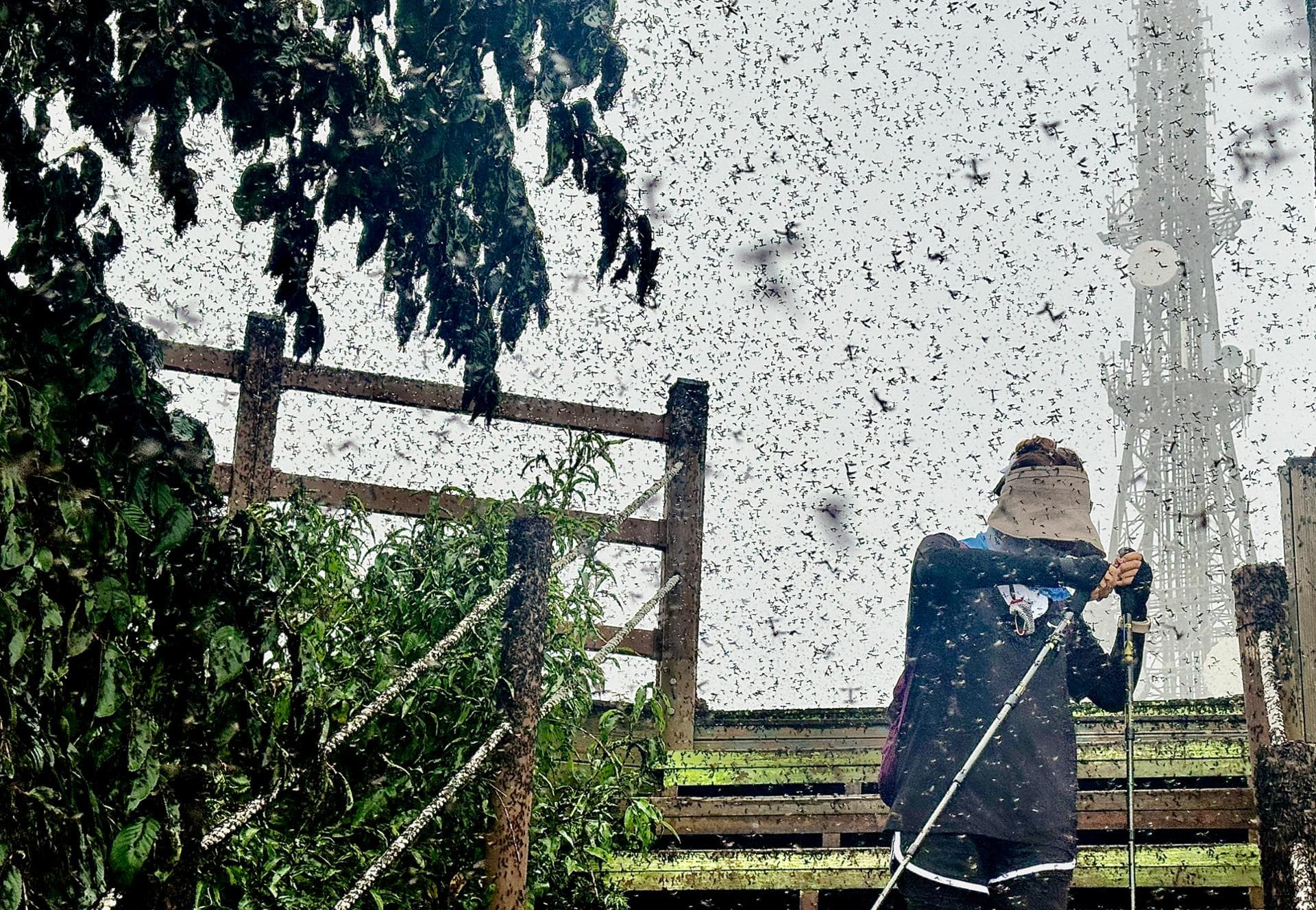 Lovebugs return to Korea earlier this year