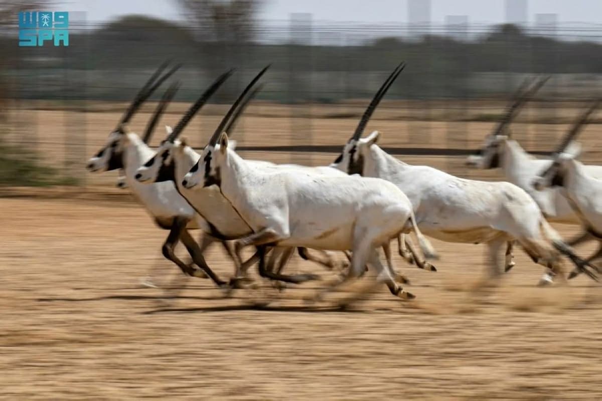 Arabian oryx recovers after decades of Saudi conservation efforts