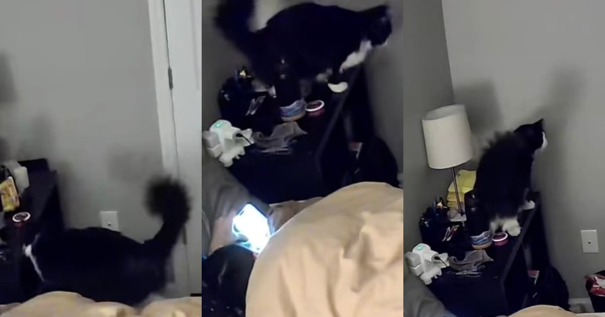 A Pet Camera Showed That A Cat Was Getting Into His Owner’s Medication
