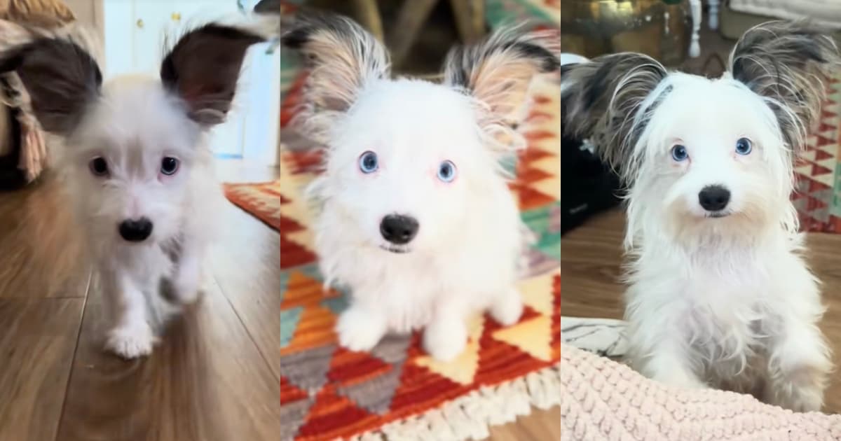 She Thought Her Puppy Would Eventually Grow Into Those Huge Ears, but They Only Got More Adorable