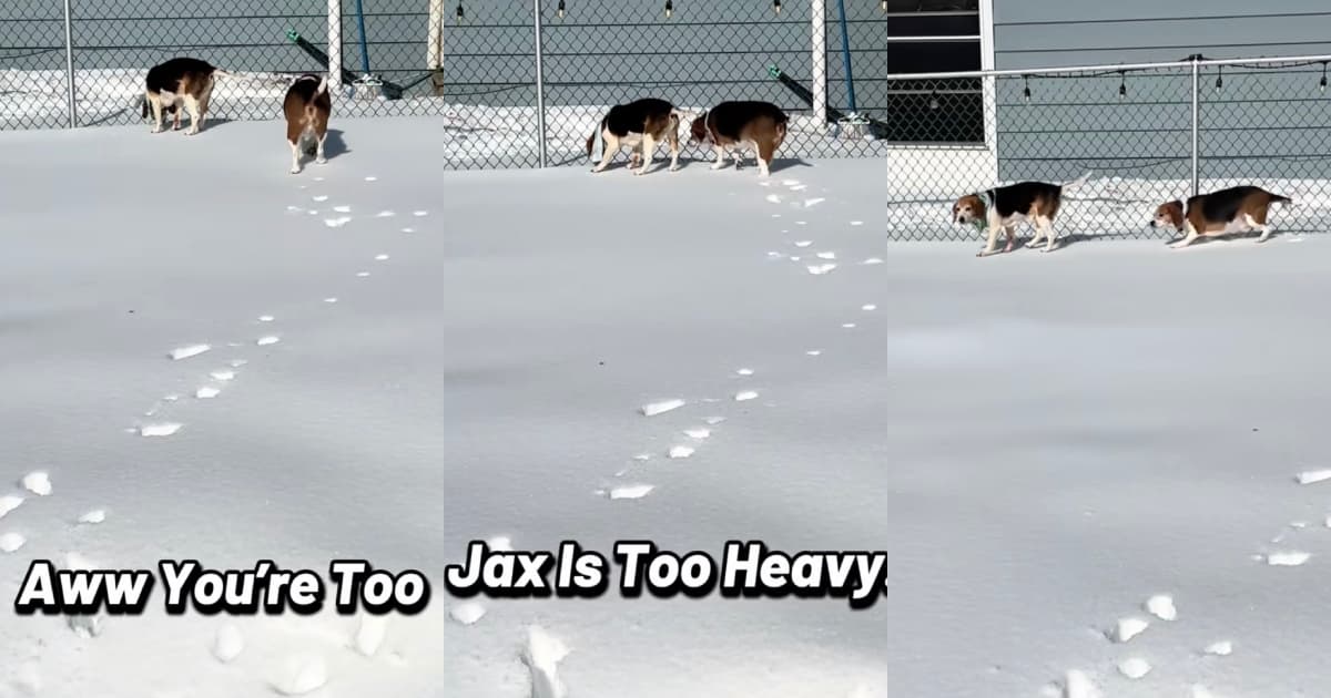 A Chubby Beagle Kept Falling Through The Snow In A Backyard