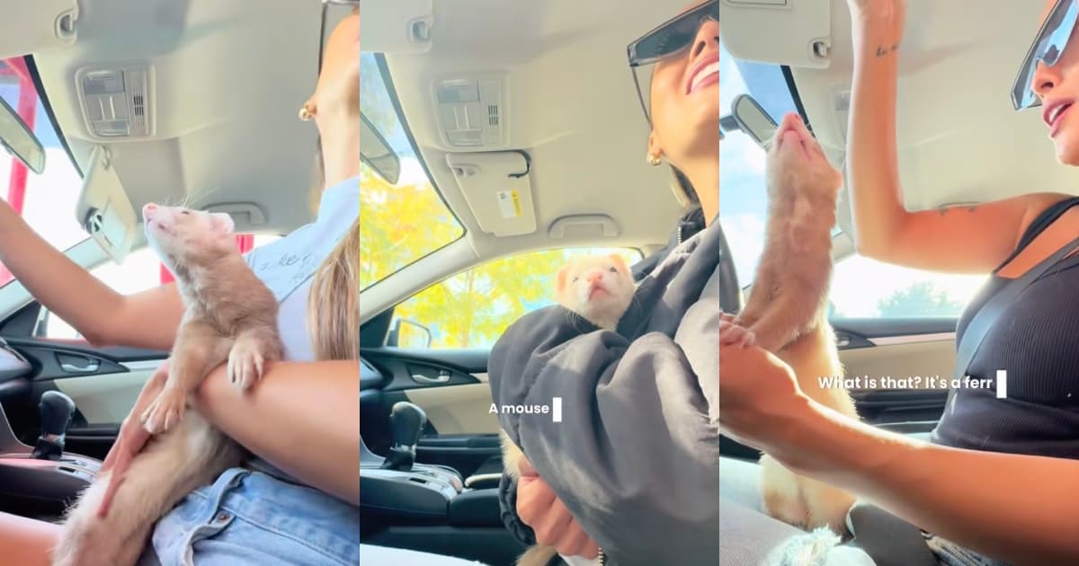 People Couldn’t Stop Reacting When One Woman Brought Her Ferret Out in Public