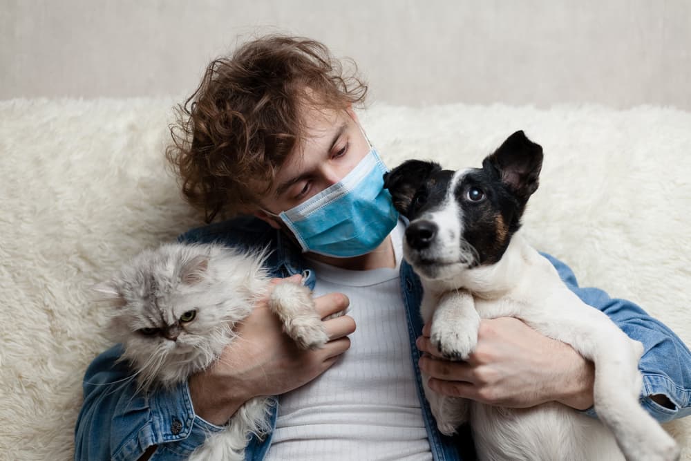 Can pets transmit Hantavirus to humans?