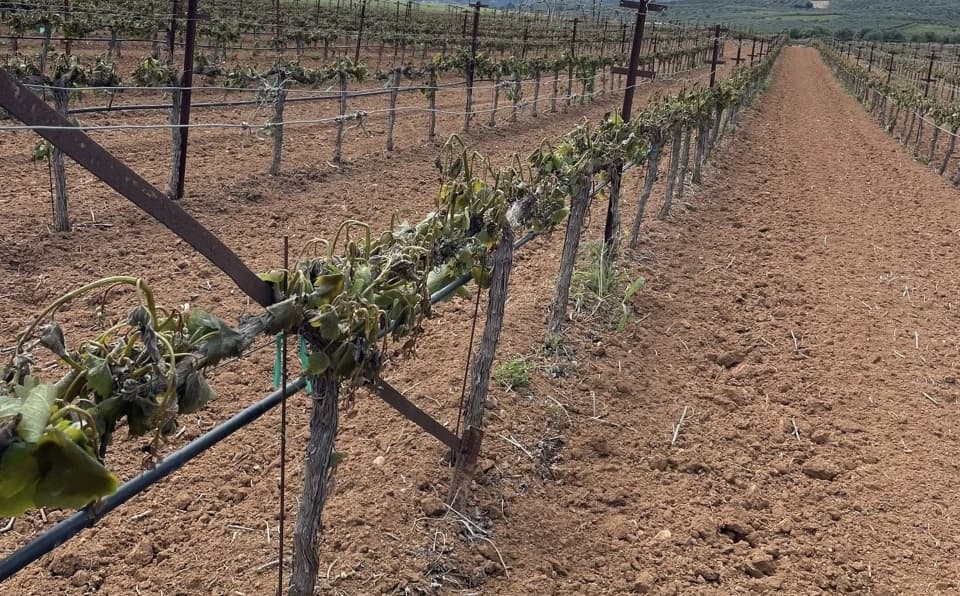 Peloponnese wine producers warn of heavy frost damage to vineyards