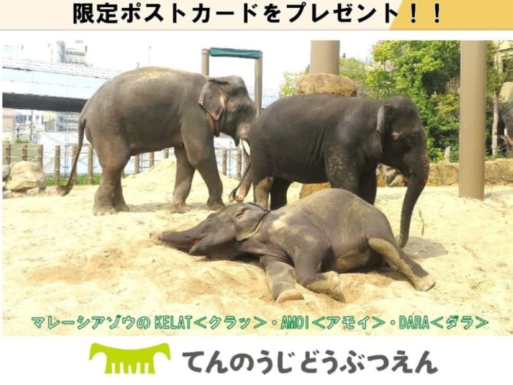Taiping reject claims of wrongdoing in transfer of Malaysian elephants Dara, Amoi and Kelat to Japanese zoo