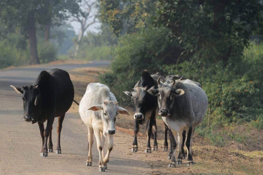 Night drives in Gua Musang turn risky as stray cattle accidents keep piling up