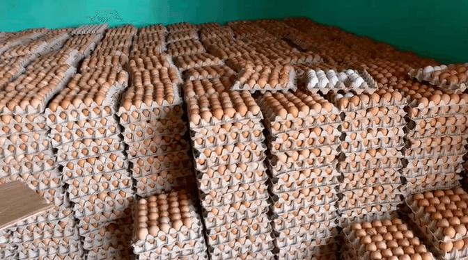 Gov’t considers egg powder processing to curb poultry gluts and reduce farmers’ losses