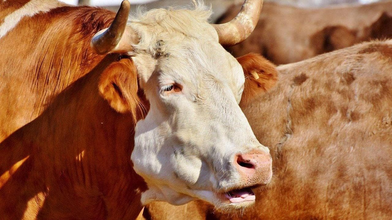 Tajikistan’s livestock production rises in 1Q2026