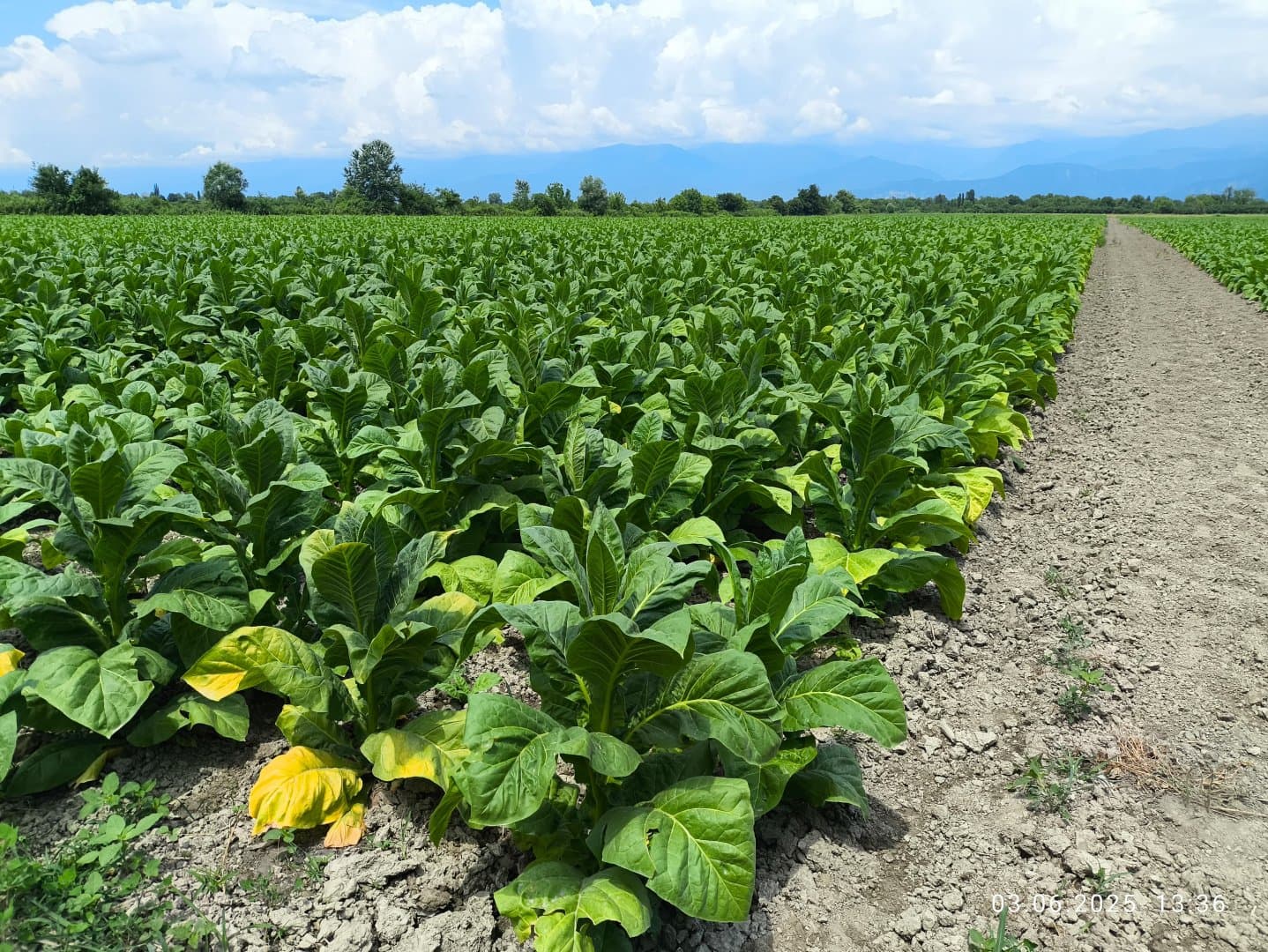 Azerbaijan reports strong growth in agriculture