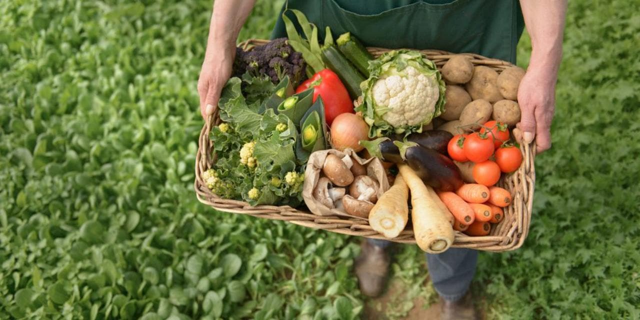 Tajikistan records growth in household agricultural production in 1Q2026