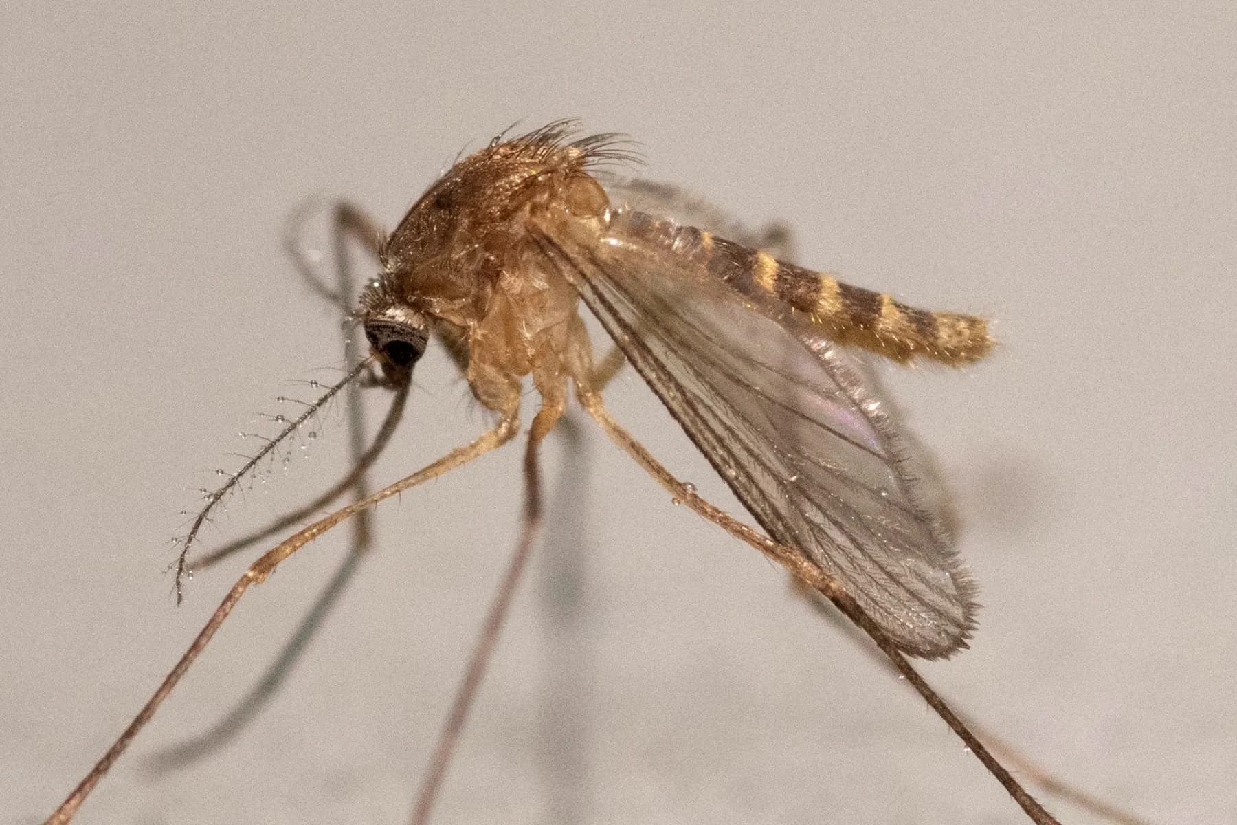 Why don't German homes have insect screens?
