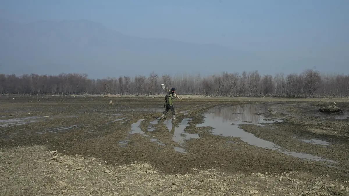 Rainfall deficit, receding canal water deepen worries of Kashmir’s rice farmers