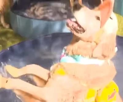 Watch: World's largest dog pool party held at Florida park