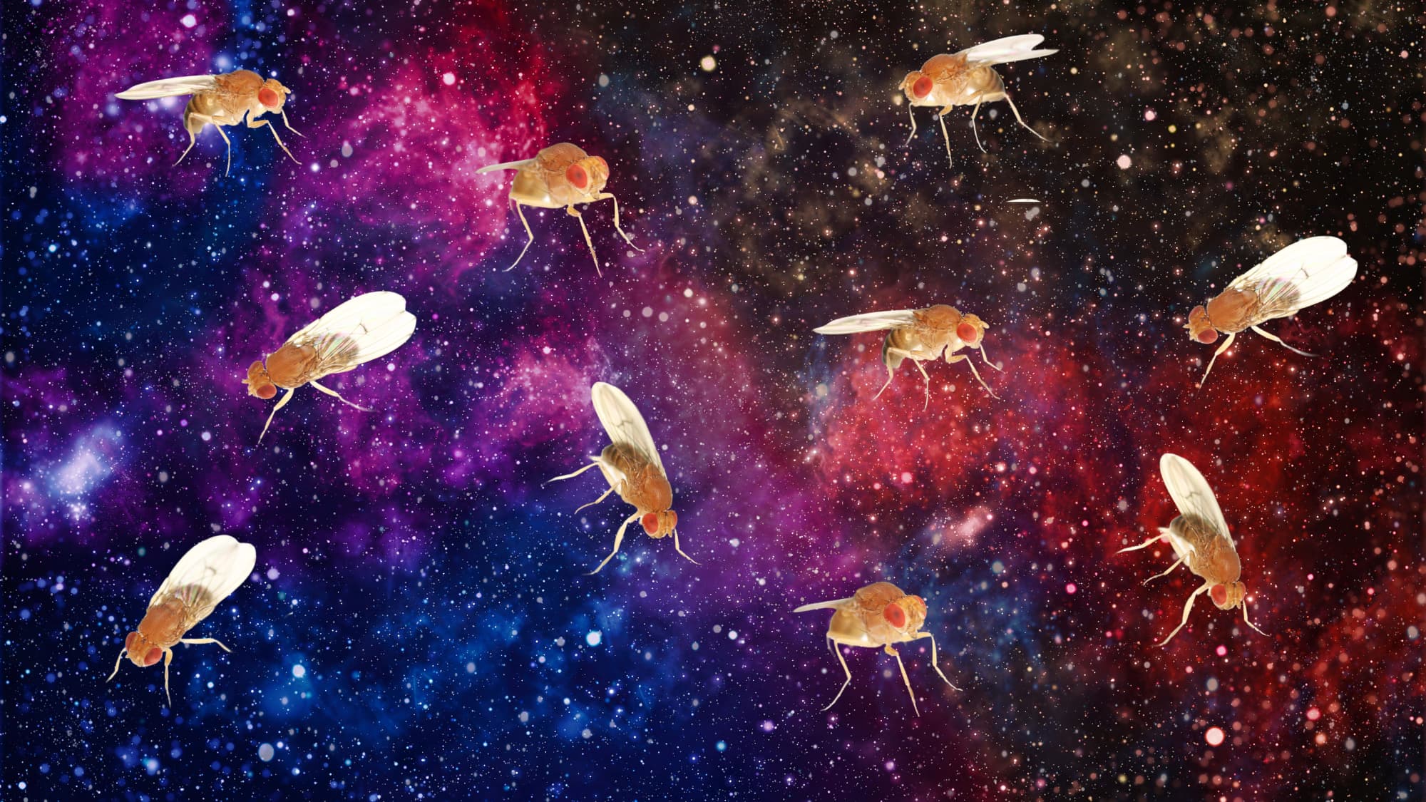 Scientists Crushed Fruit Flies With Extreme Gravity. Something Strange Happened Next.