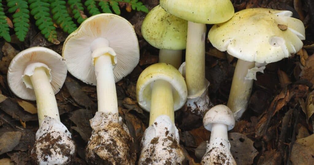 Three poisoned by mushrooms foraged in California wine country amid ‘unprecedented’ outbreak