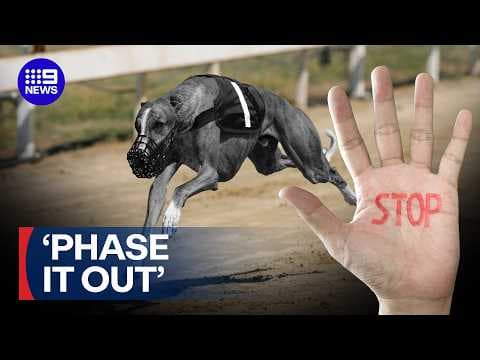 Calls to permanently end controversial greyhound racing | 9 News Australia