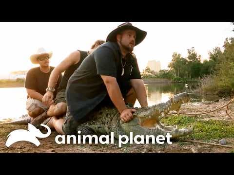 🔴 WATCH NOW: Most Dangerous Moments 🐊 | Gator Boys | Animal Planet