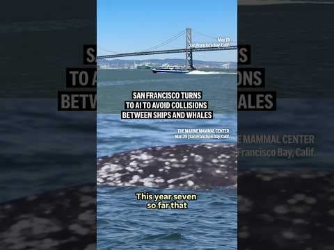 San Francisco turns to AI to avoid collisions between ships and whale