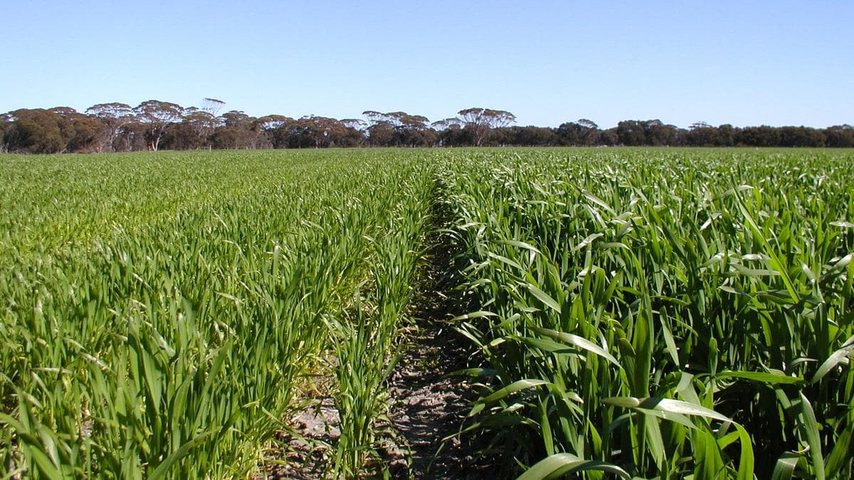 Ag researcher develops seedbed technology to boost all soils productivity