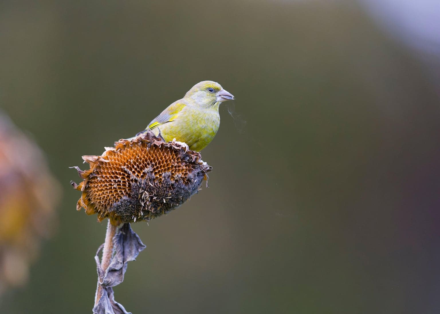 How gardeners can help greenfinch numbers