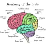 Trump’s Brain Is Falling Apart