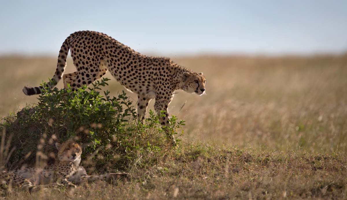 Four cheetah cubs found dead in Madhya Pradesh's Kuno National Park