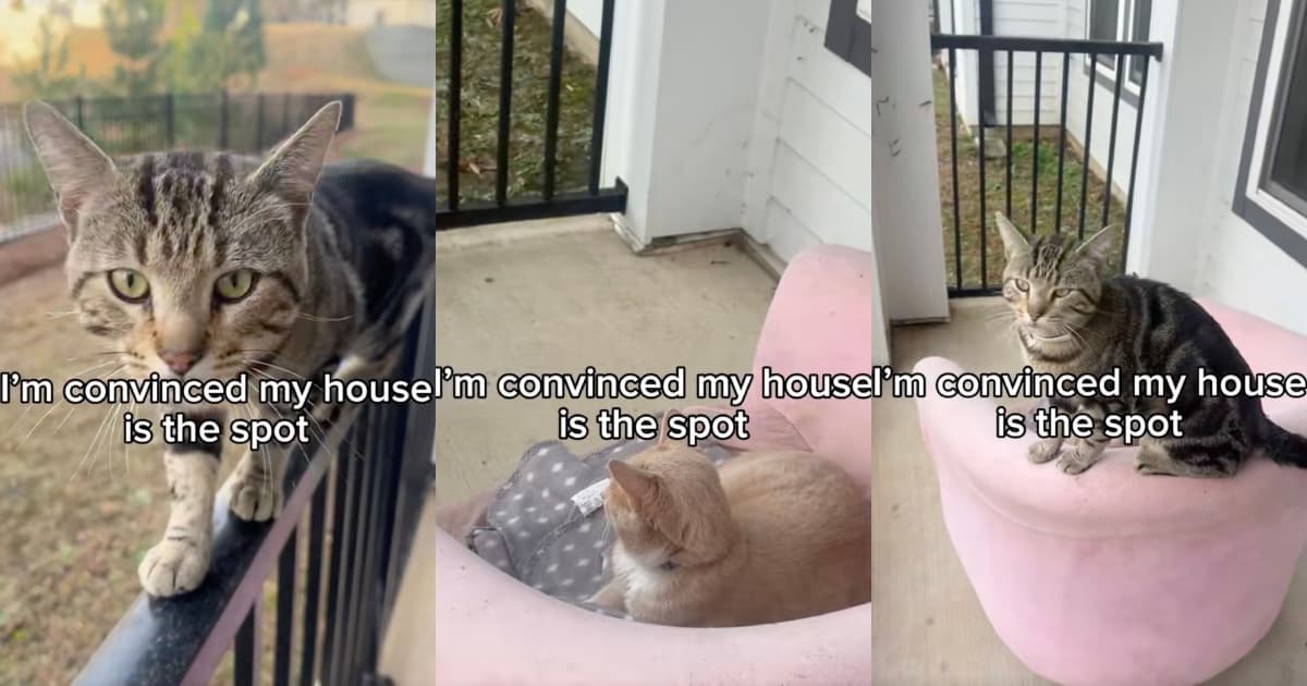Woman Reveals How Her Porch Became a Favorite Hangout Spot for Neighborhood Cats