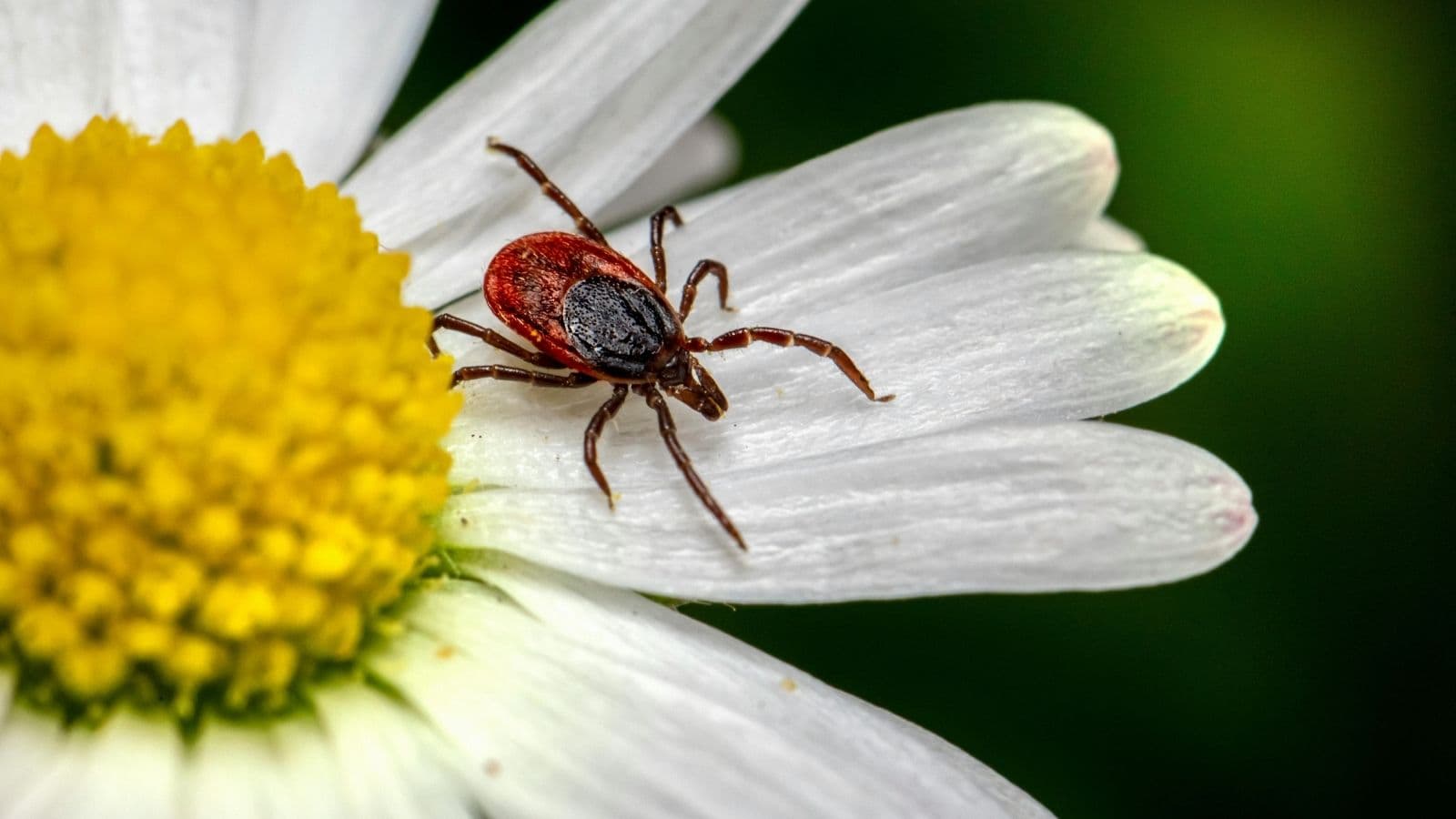 Tick Bite Emergencies Are Climbing Across the US as Outdoor Activity Increases