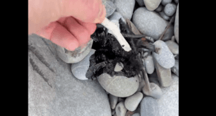 Oil spills have been discovered on a beach in Sochi.